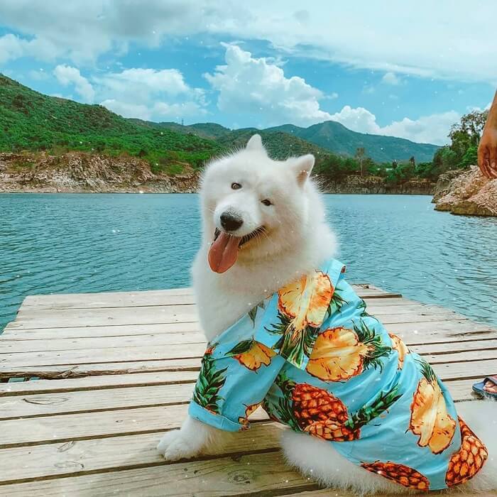 Shop Thú Cưng Biên Hòa