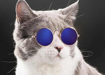 Shop Thú Cưng Biên Hòa