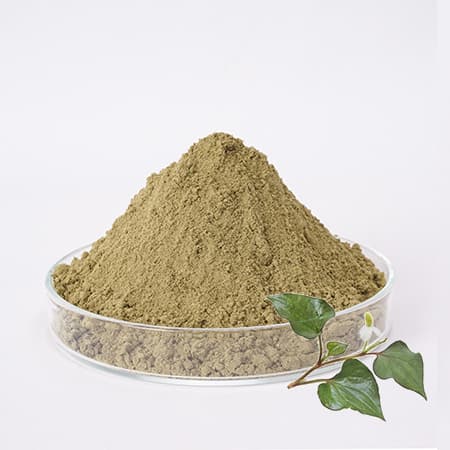 Mua bột diếp cá Đà Nẵng
