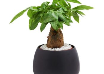 Cây cảnh Mỹ Tho