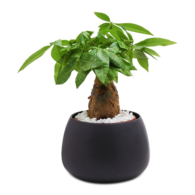 Cây cảnh Mỹ Tho Cây cảnh Mỹ Tho