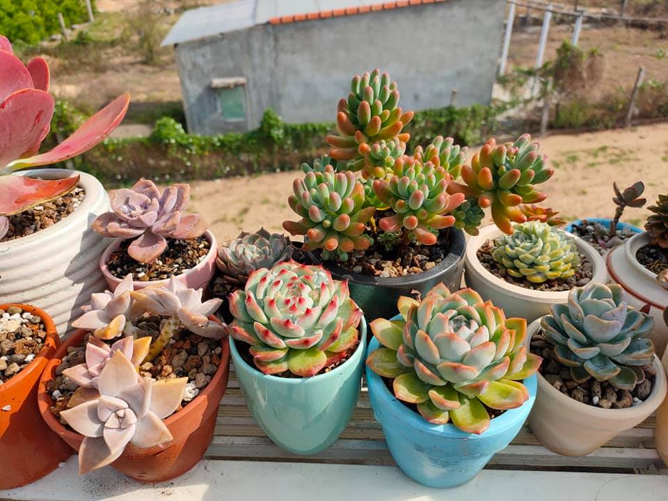 Cây cảnh Mỹ Tho Cây cảnh Mỹ Tho