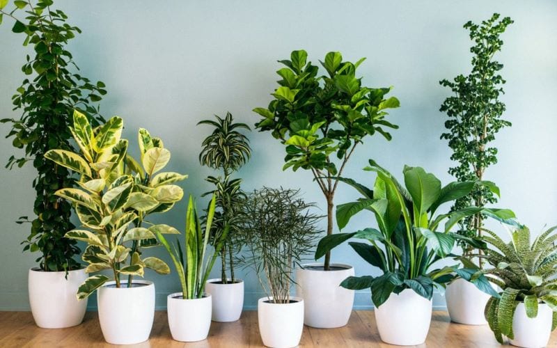 Cây cảnh Mỹ Tho Cây cảnh Mỹ Tho