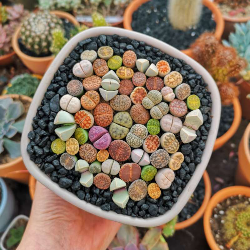 Cây cảnh Mỹ Tho Sen đá Ngọc Trâm