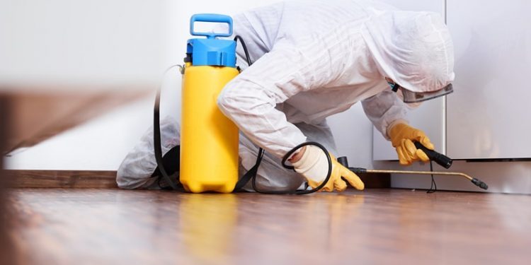 diệt mối tại quảng nam Dịch vụ diệt trừ mối và côn trùng Thành Tín