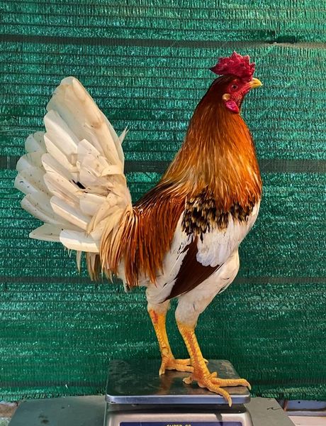 pet