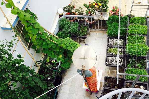 Hạt Giống Tây Ninh Hạt Giống Tây Ninh