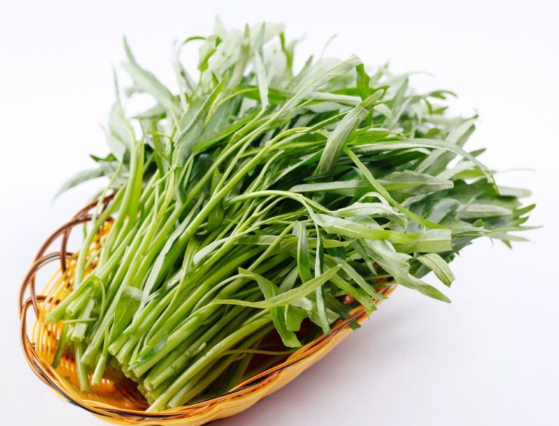 Hạt Giống Tây Ninh Hạt Giống Tây Ninh