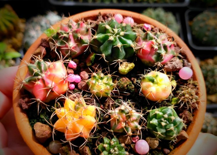 Hạt Giống Tây Ninh Hạt Giống Xương Rồng