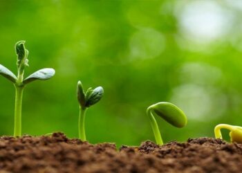 Hạt Giống Tây Ninh