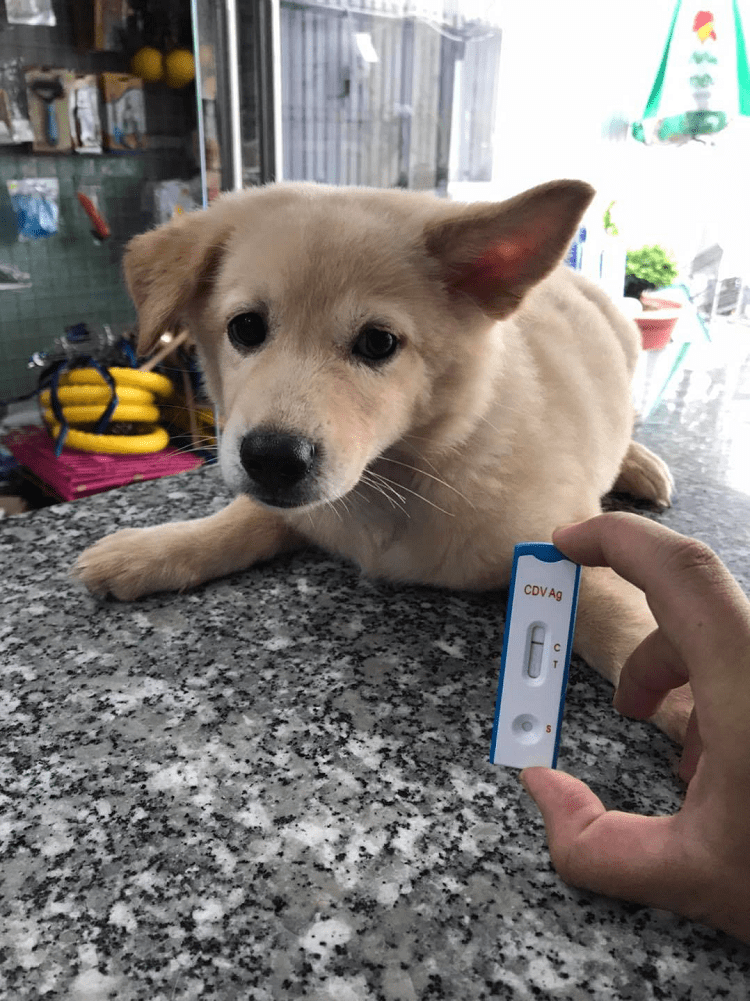 bệnh viện thú y Rạch Giá Phòng Khám Thú Y Và Pet Shop Toàn Hương