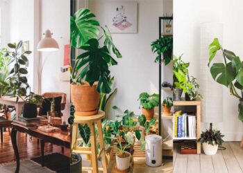 Cây xanh Ngọc Lan