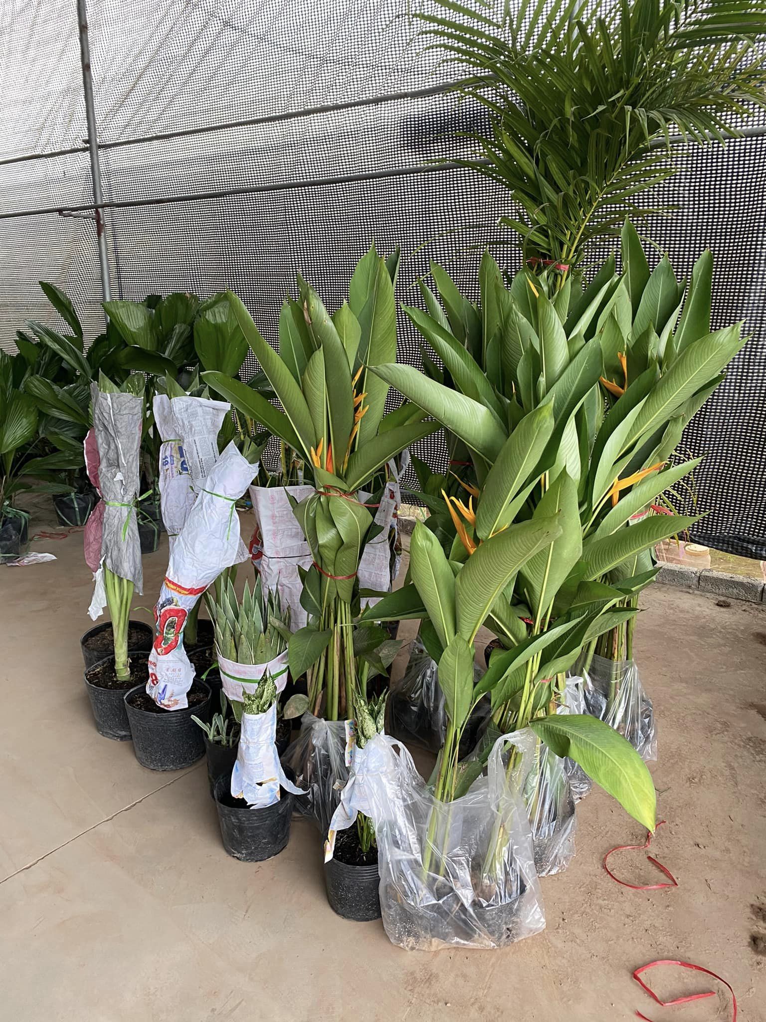 cây cảnh văn giang hưng yên