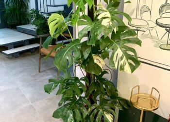 Thích Mê Với Top 5 Cửa Hàng Cây Cảnh Văn Giang Hưng Yên