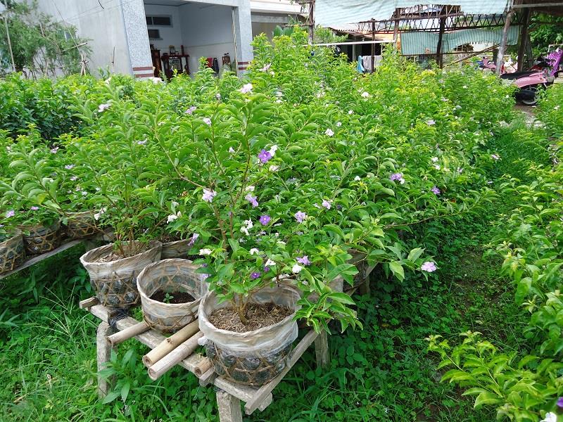 Công Ty Cổ Phần Đầu Tư Và Thương Mại Cây Xanh Hoàng Gia