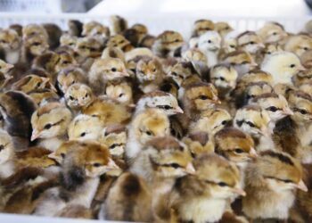 gà con giống Tây Ninh