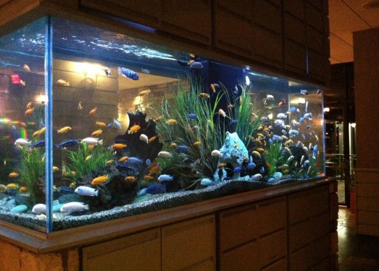 máy bơm nước hồ cá tphcm