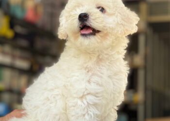 mua bán chó ở tây ninh