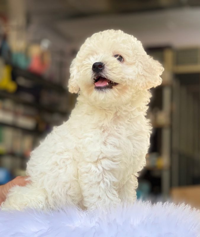 mua bán chó ở tây ninh pet