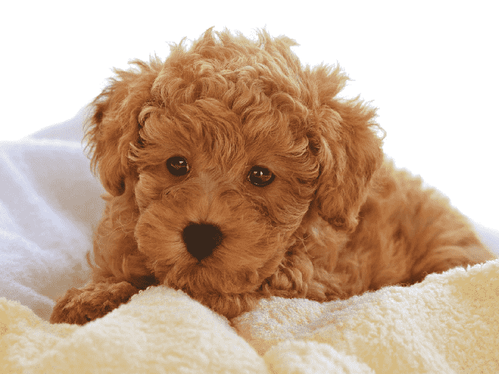mua bán chó ở tây ninh pet shop