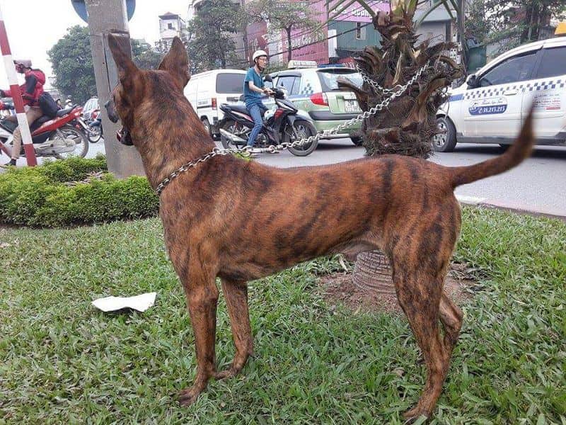 mua bán chó ở tây ninh PET