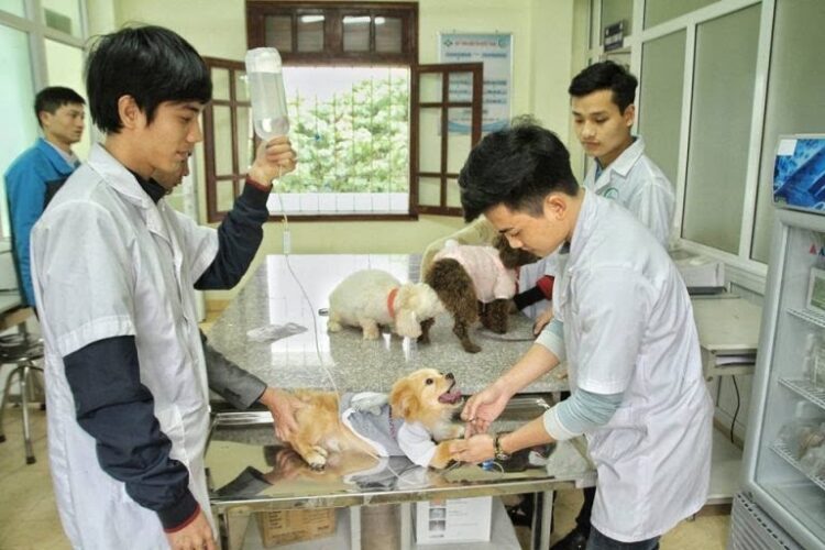 Phòng Khám Thú Y Thái Bình