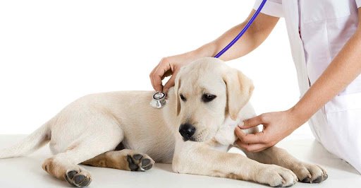 phòng khám thú y sóc trăng Dịch Vụ Thý Y Sapodo