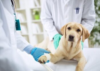 phòng khám thú y sóc trăng