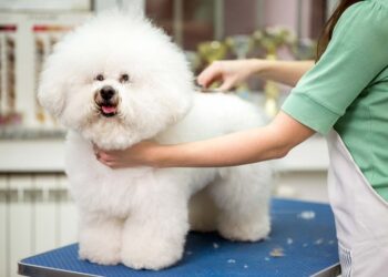 shop thú cưng Rạch Giá