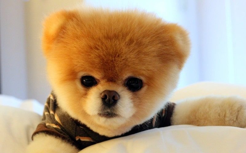 Winky Petshop