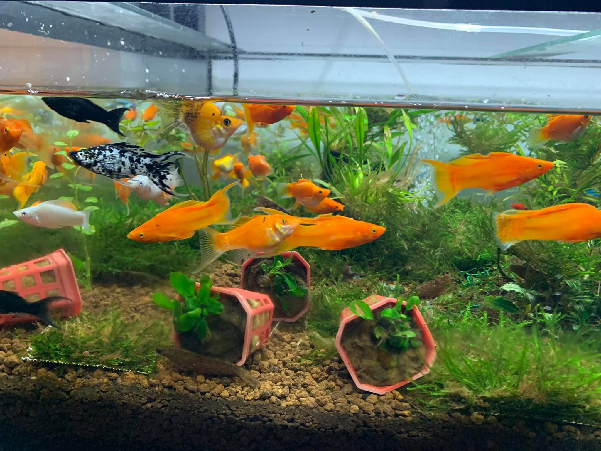 Cá cảnh Hạ Long