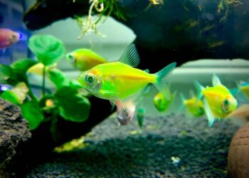 Cá cảnh Hạ Long