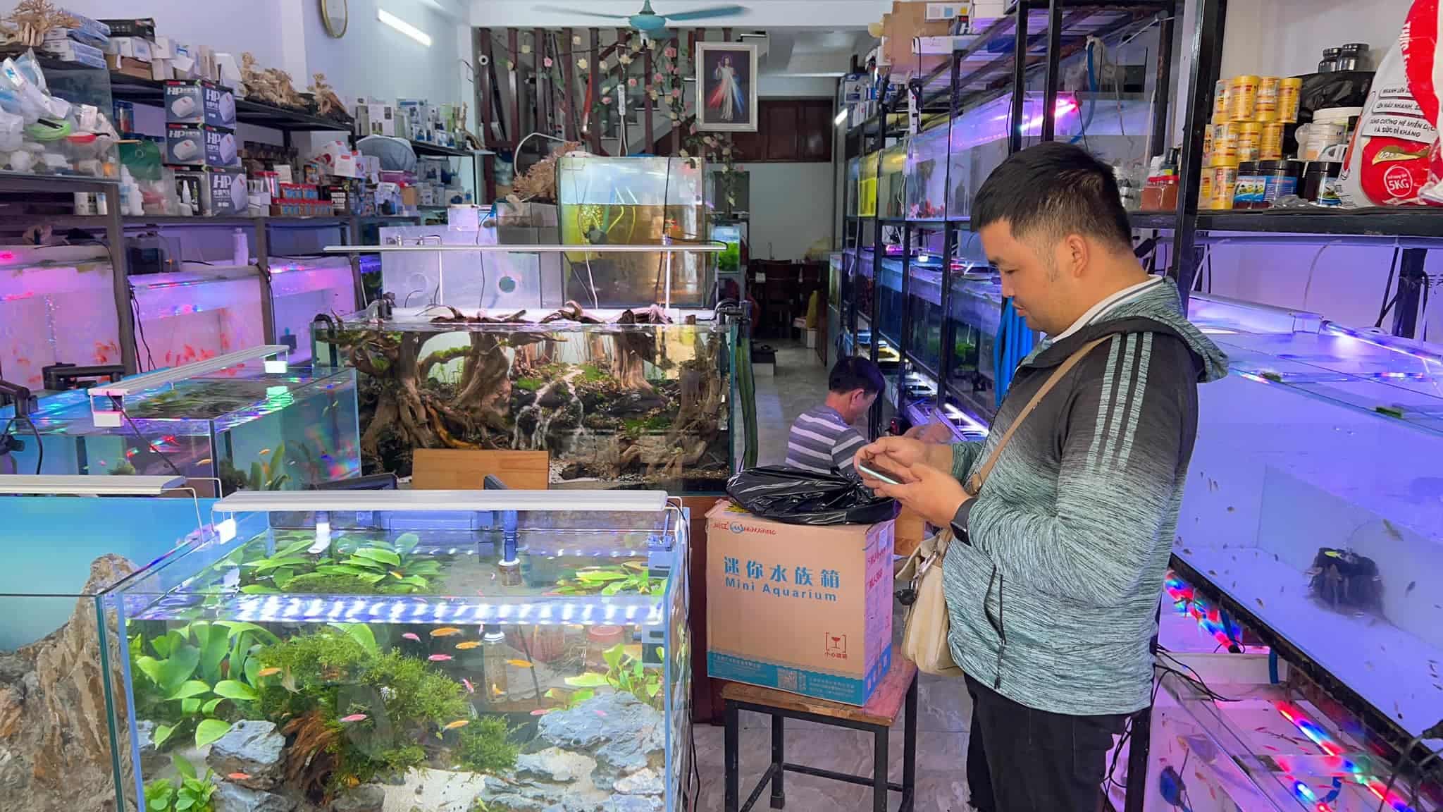 cá cảnh Thái Bình Cá cảnh Trung Nguyên