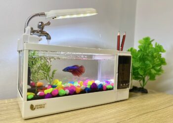 Chuyên Cá Cảnh Thái Bình