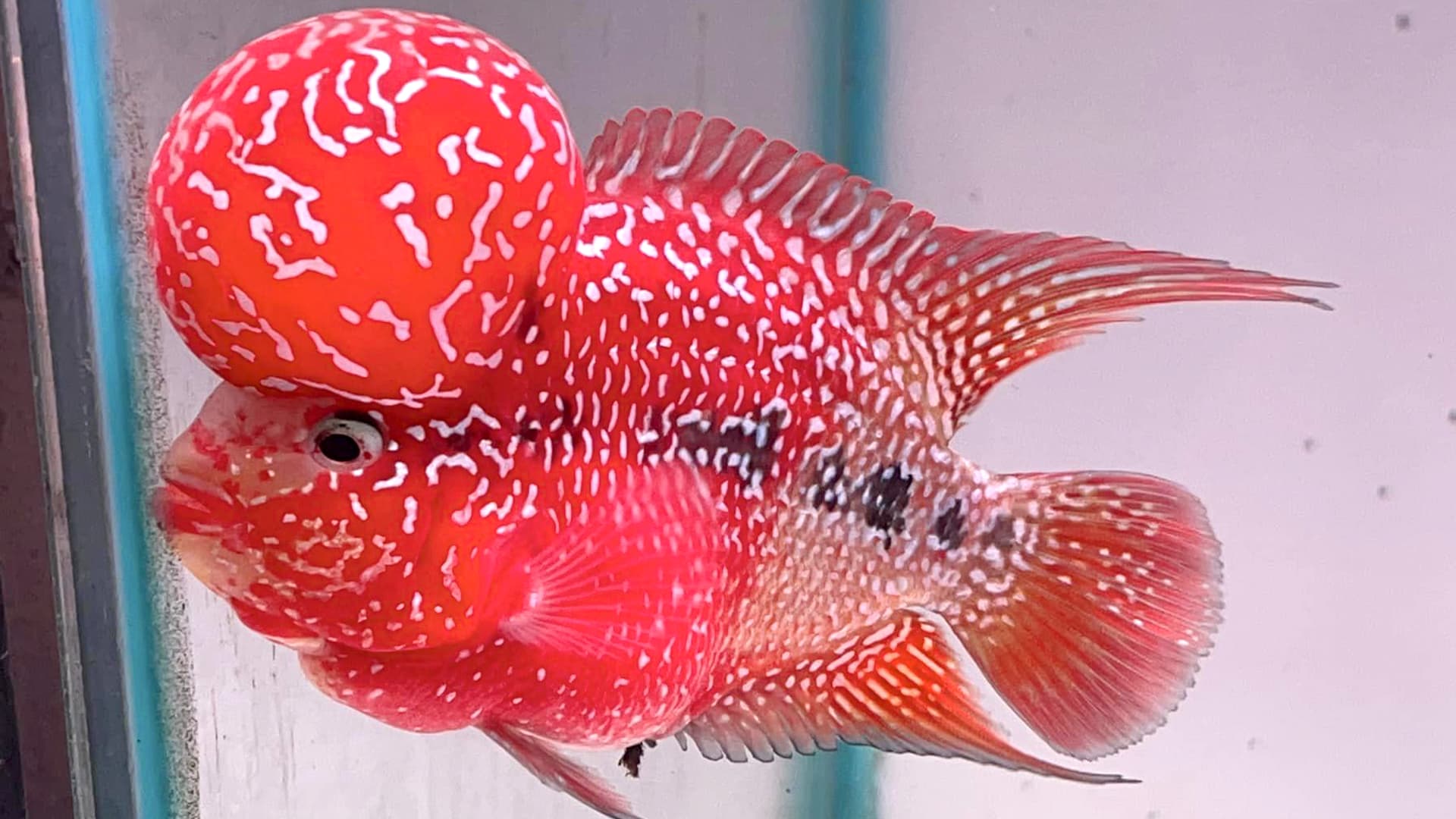 cá cảnh Thái Bình Cửa hàng Tuấn Anh