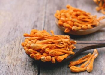 đông trùng hạ thảo Gia Lai