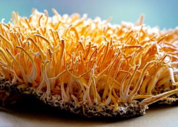 Đông Trùng Hạ Thảo Quảng Nam