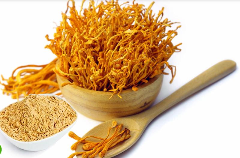 Đông Trùng Hạ Thảo Quảng Nam Công Ty Kinh Doanh Đông Trùng Hạ Thảo Uy Tín