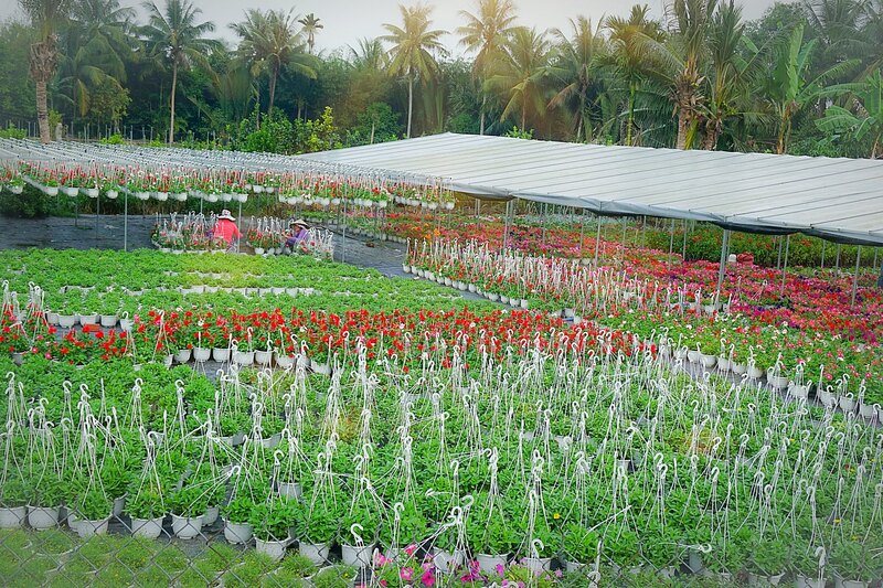 Hoa Kiểng Cà Mau