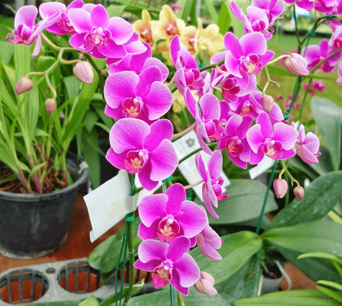 Cơ Sở Vườn Xanh