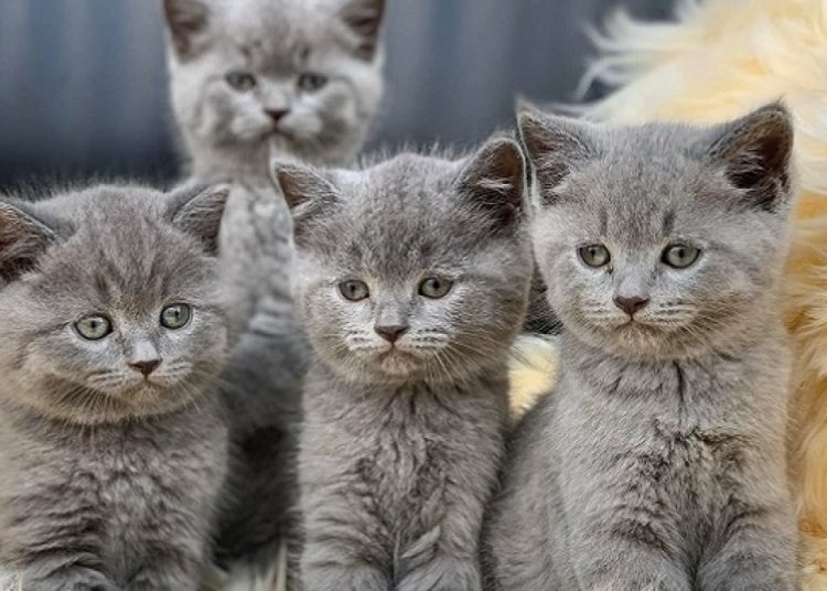 Những người sinh giờ thỏ 