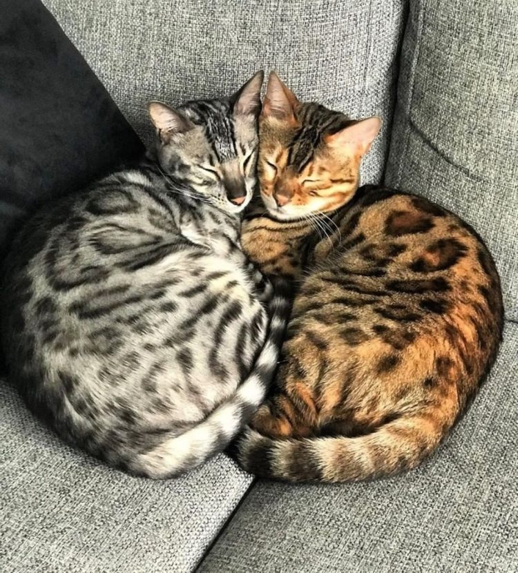 Những người sinh giờ mão 