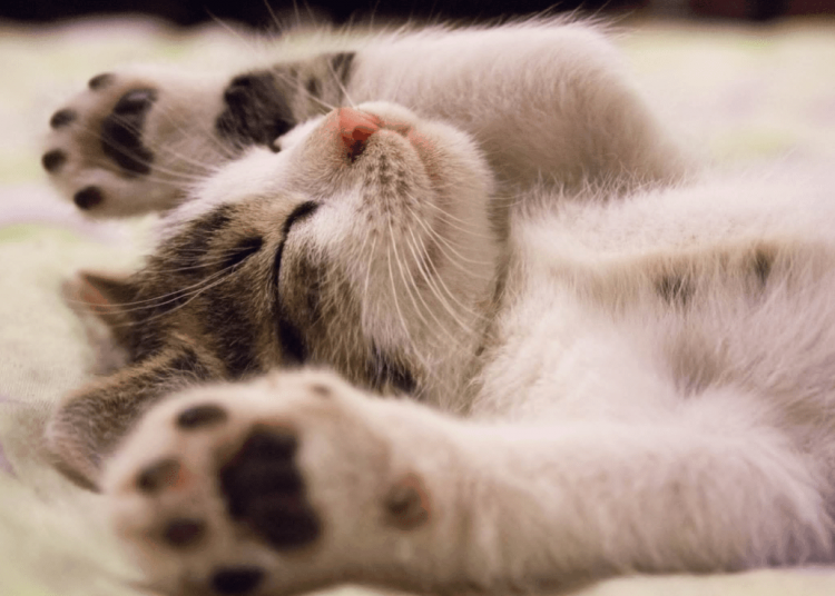 Giải mã những người sinh giờ mão 