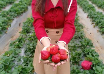 Vườn dâu mộc châu