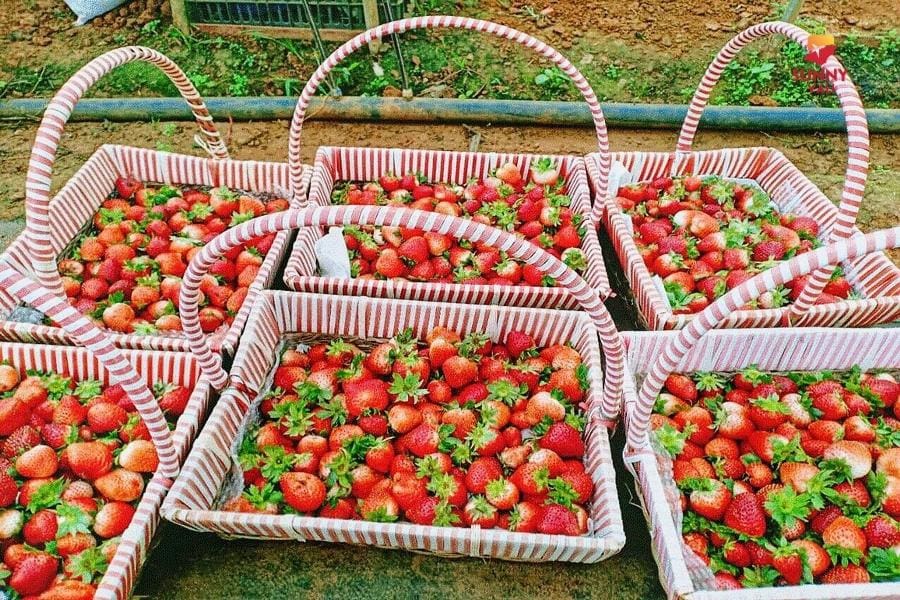 Vườn dâu mộc châu