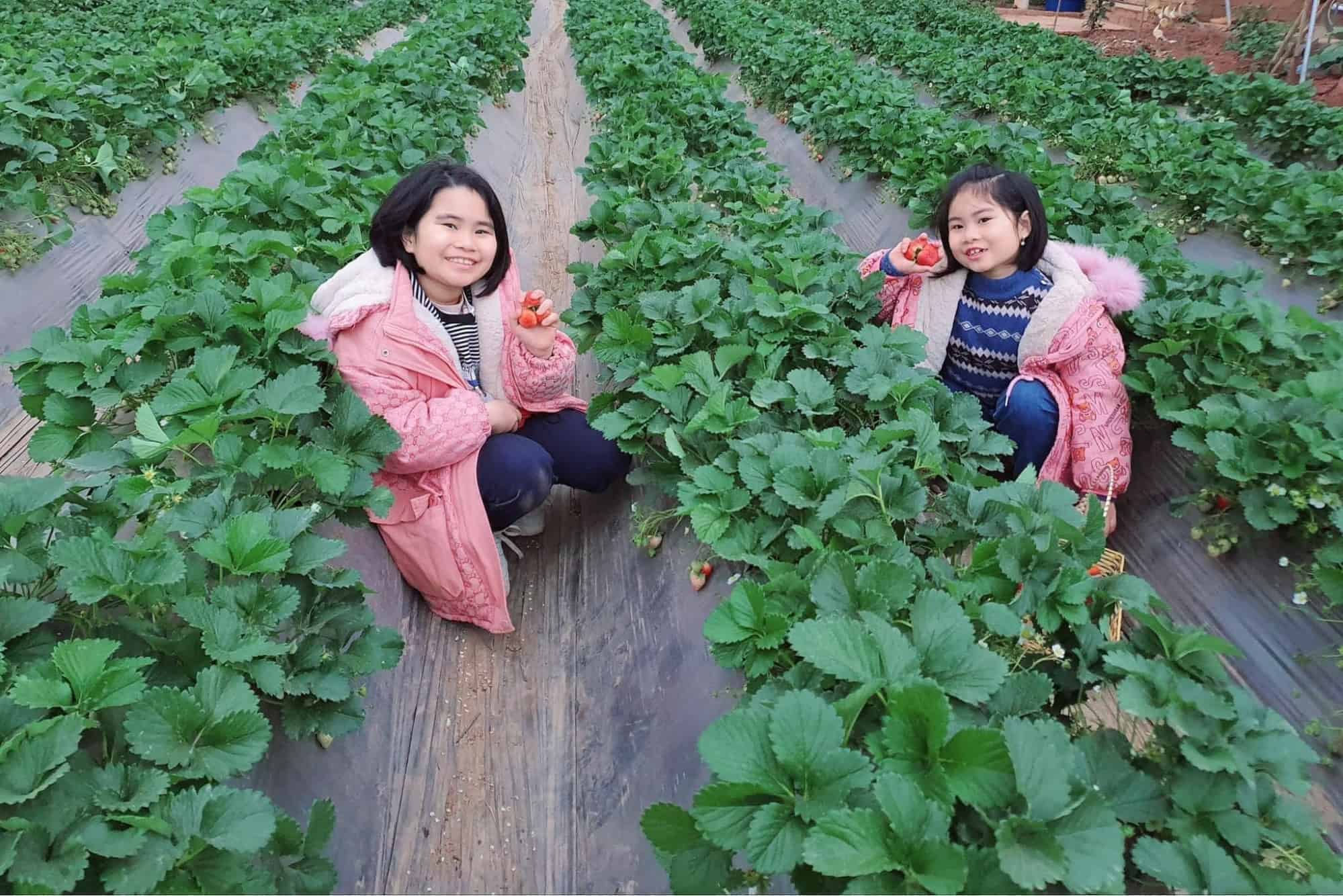 Vườn dâu mộc châu