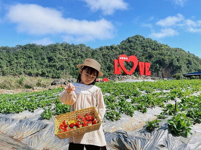 Vườn dâu mộc châu