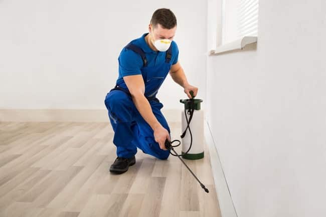 công ty diệt mối tại Huế