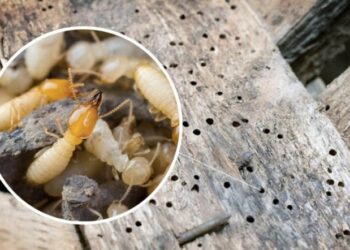 Khám Phá Top 5 Dịch Vụ Diệt Mối Phan Thiết Uy Tín