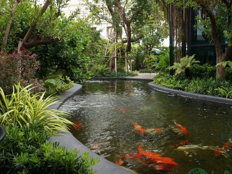 thiết kế sân vườn ở tphcm